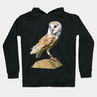 Barn owl on a gatepost Hoodie